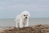 BICHON FRISE 073